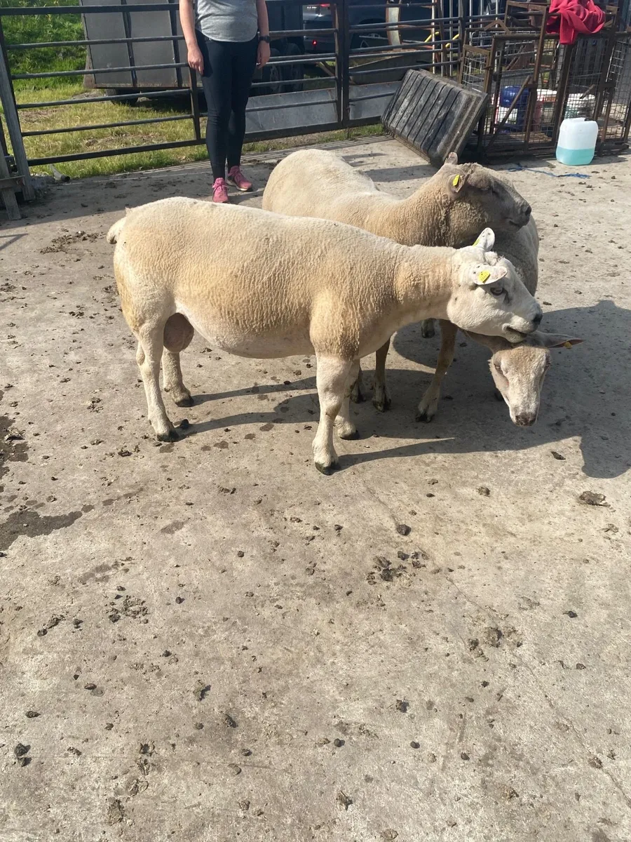 Rams Texel & char - Image 4