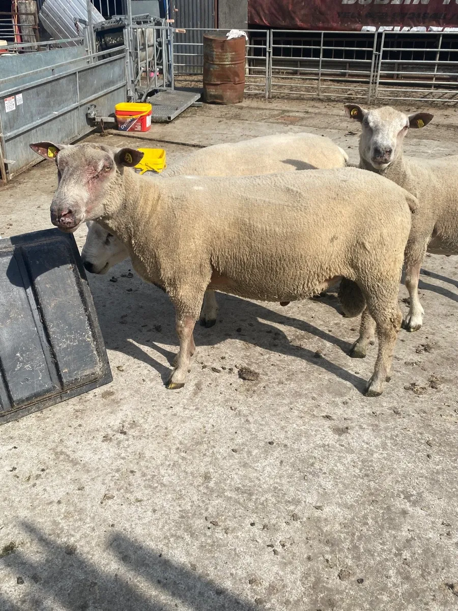 Rams Texel & char - Image 1