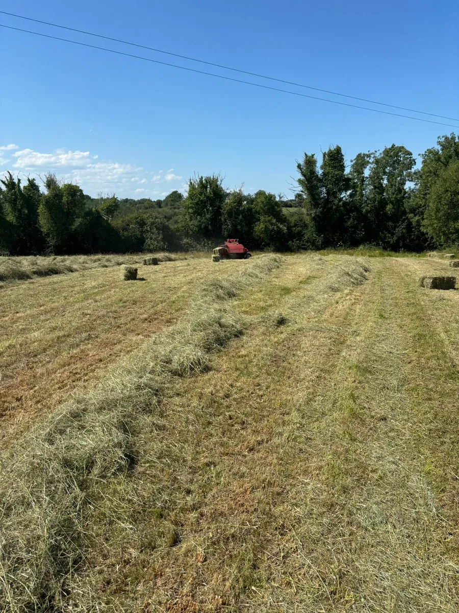 Square bales of hay - Image 1