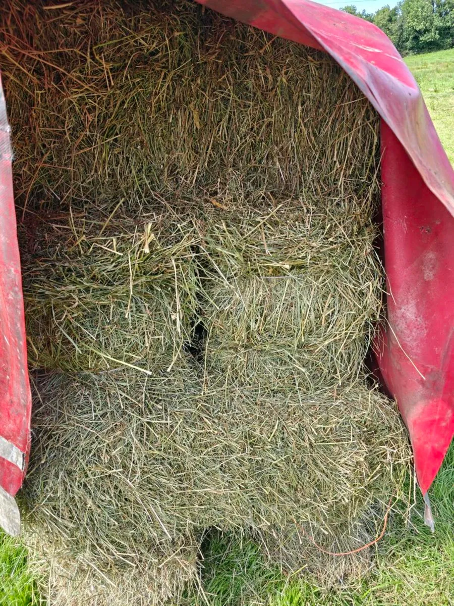 Square bales of hay - Image 3