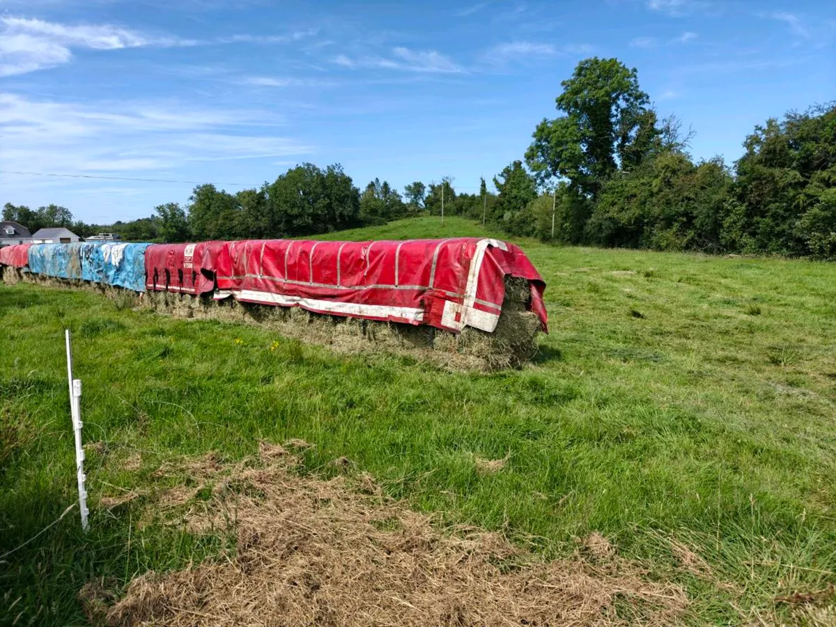 Square bales of hay - Image 4