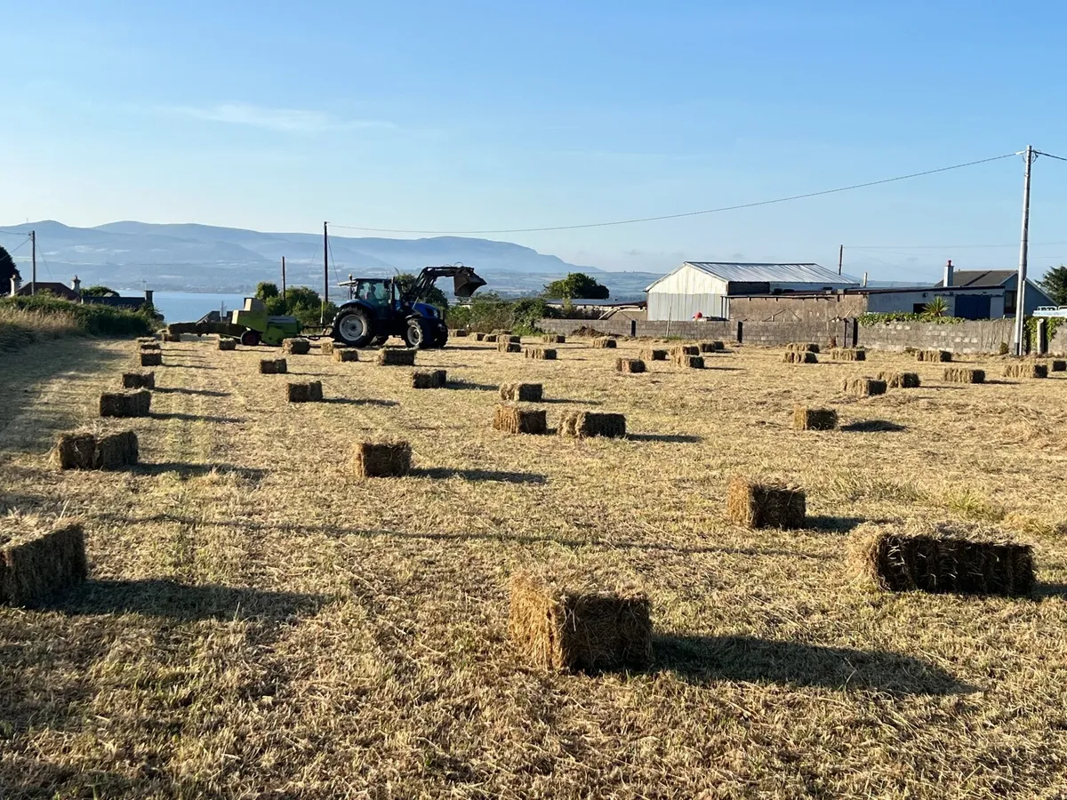 Freshly baled organic small bales of  hay.