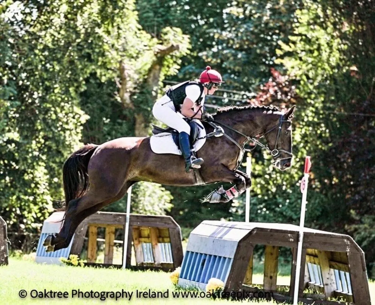 EI100 + horse - Image 1