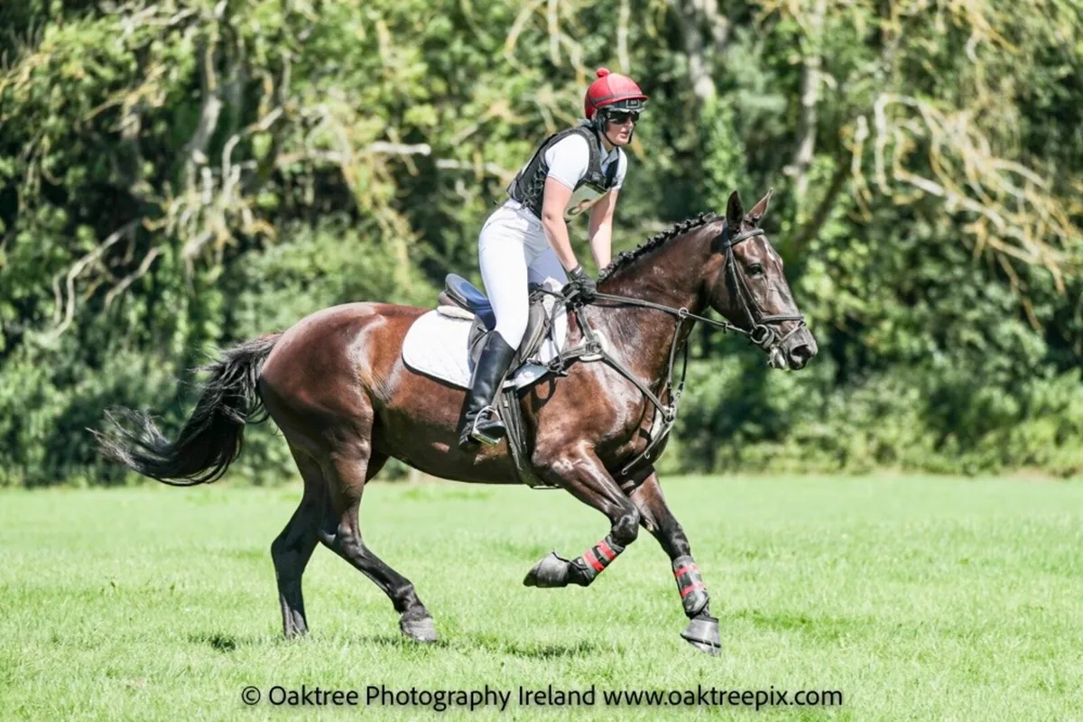 EI100 + horse - Image 4