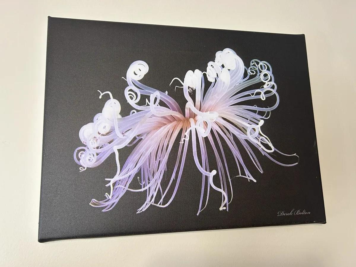 Derek Bolton Jellyfish Print - Image 1