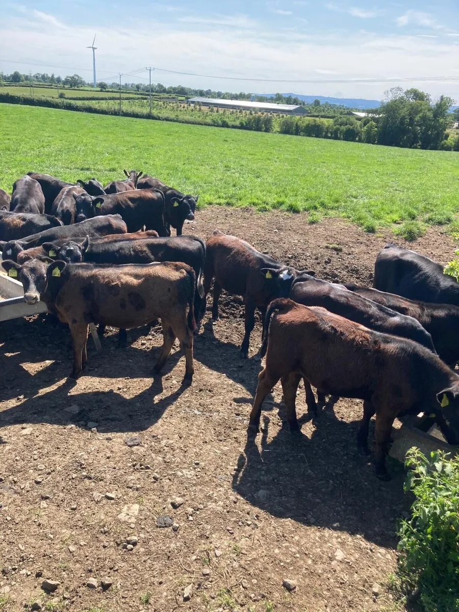AA bull’s and heifers. - Image 1