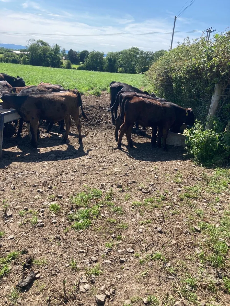 AA bull’s and heifers. - Image 2
