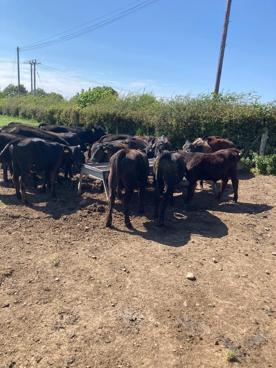 AA bull’s and heifers. - Image 3