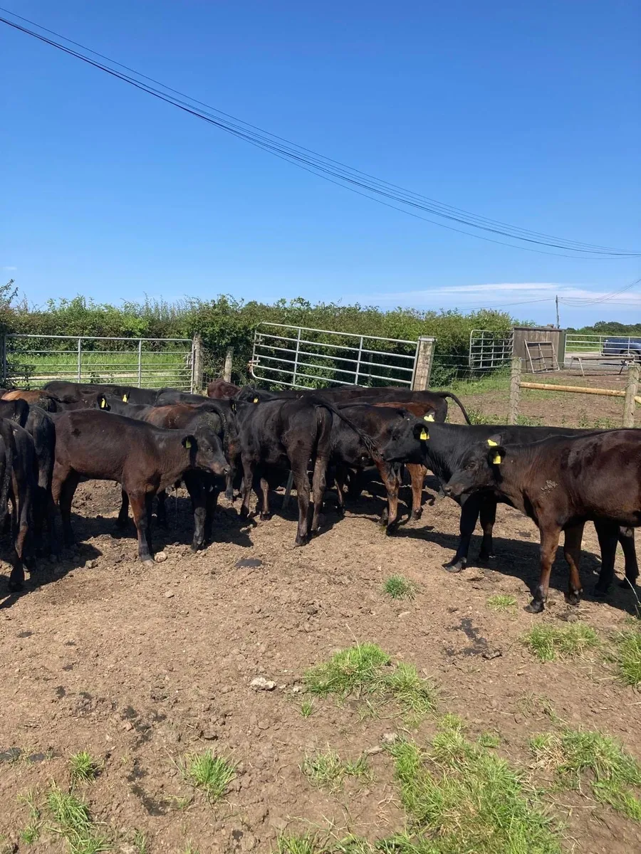 AA bull’s and heifers. - Image 4