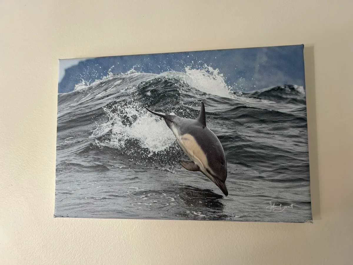 John Bennett  Dolphin Print - Image 1