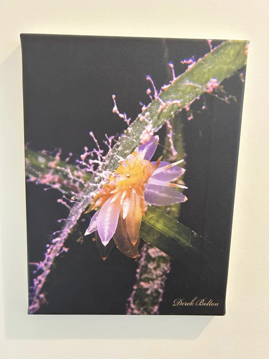 Derek Bolton Orchid Print - Image 1