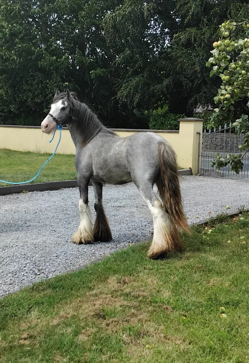 Colt foal - Image 1