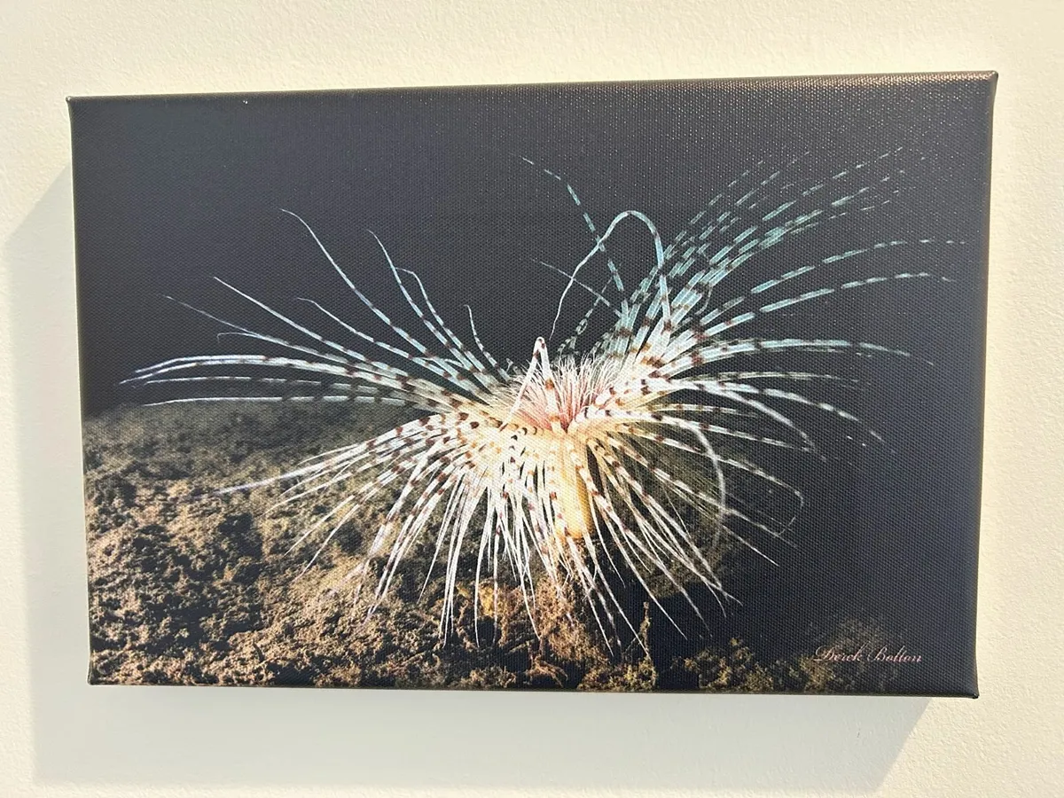 Derek Bolton Sea Anemone Print - Image 1
