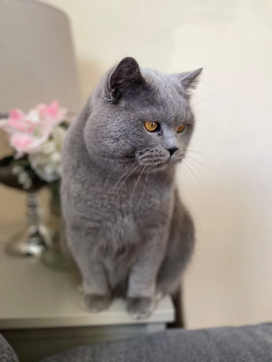 British Shorthair Kittens - Image 4