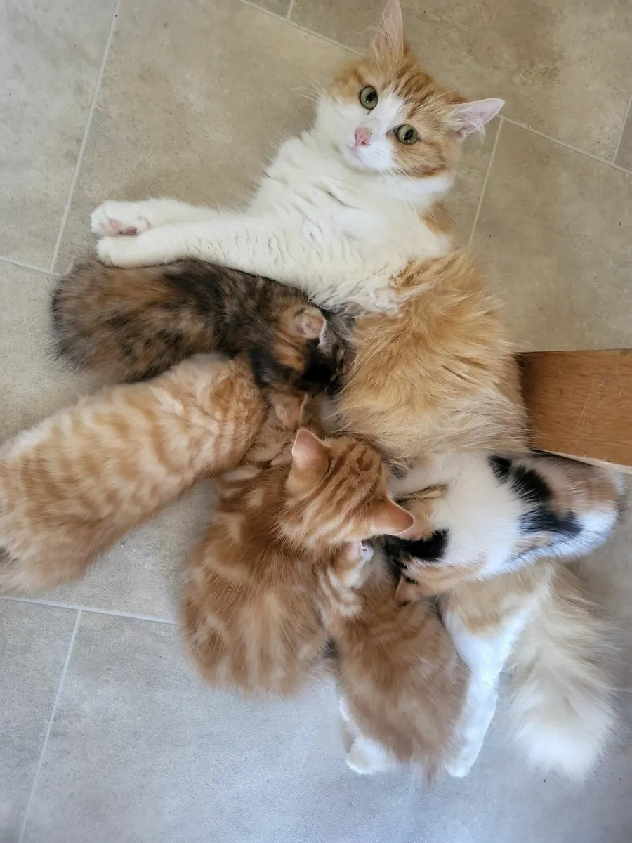 Kittens - Image 1