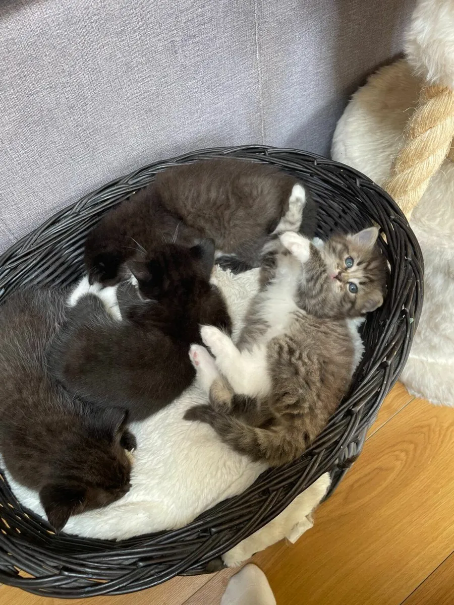 Beautiful and very playful kittens - Image 1