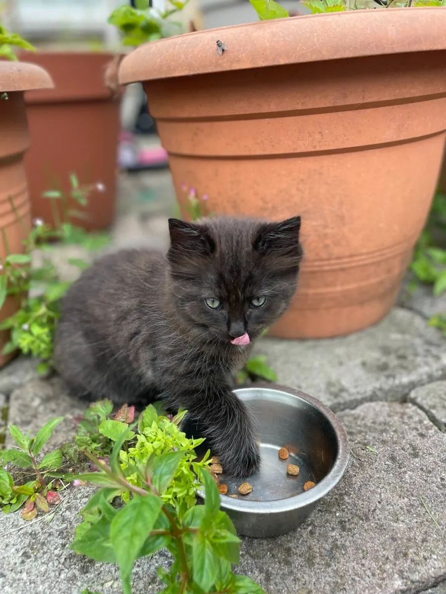 Beautiful and very playful kittens - Image 2