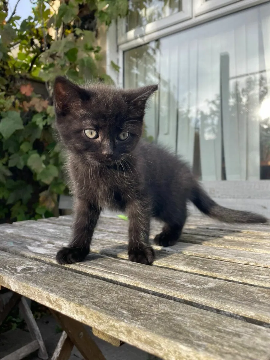 Beautiful and very playful kittens - Image 3