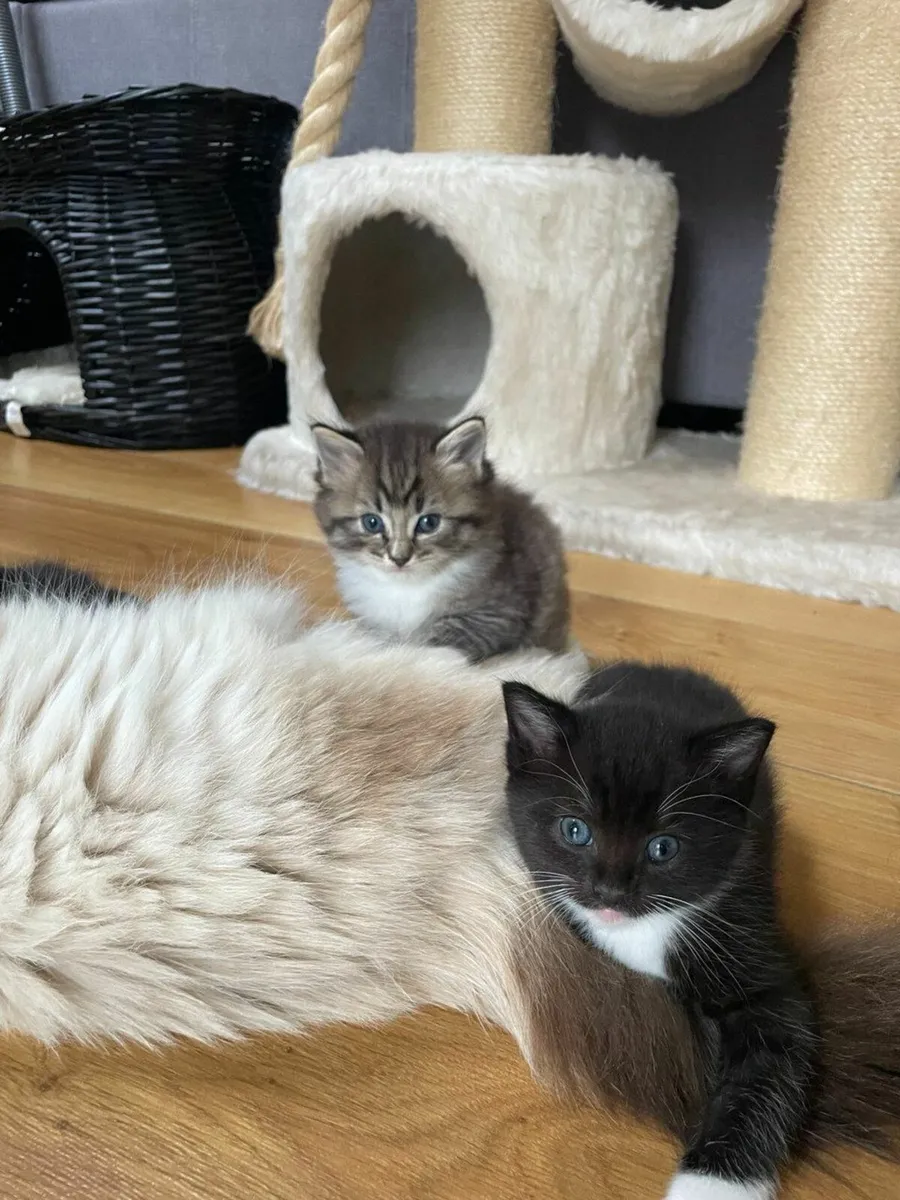 Beautiful and very playful kittens - Image 4