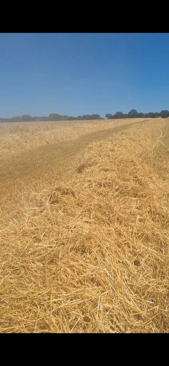 Straw - Image 3