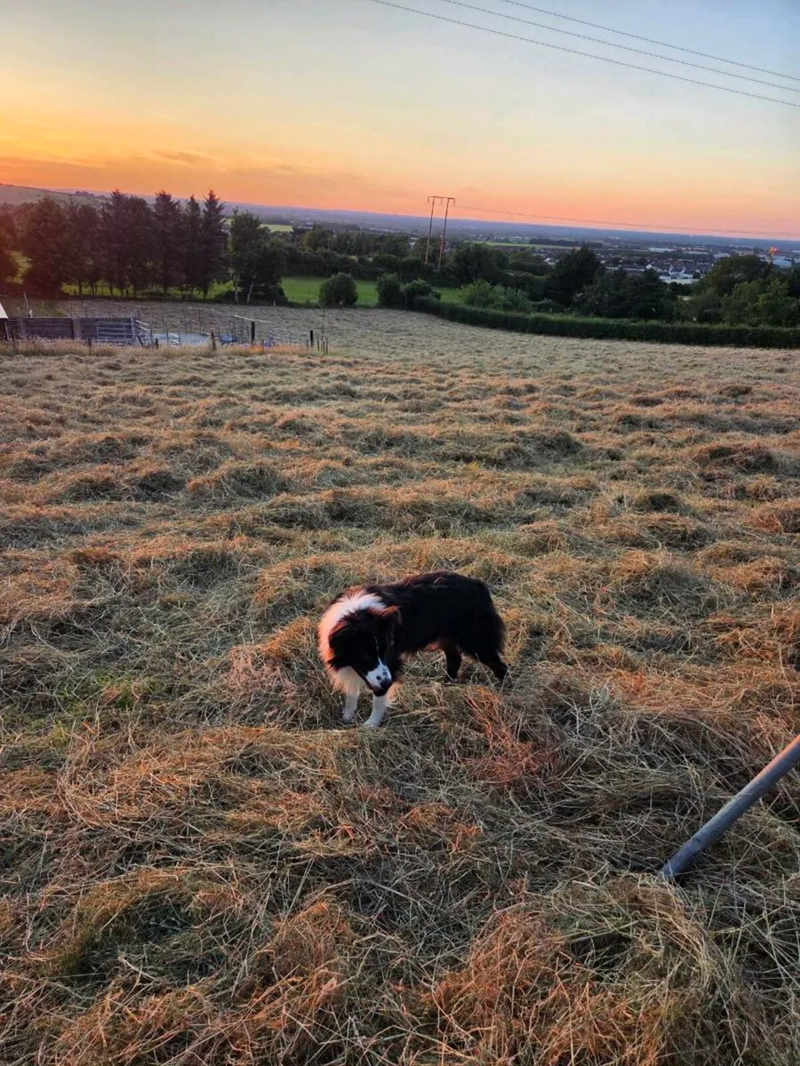 Hay for sale - Image 2