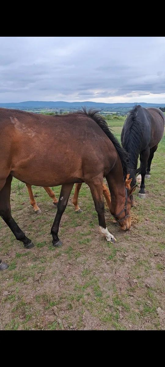 Yearlings - Image 1