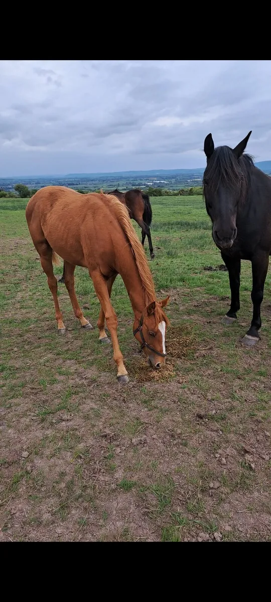 Yearlings - Image 2