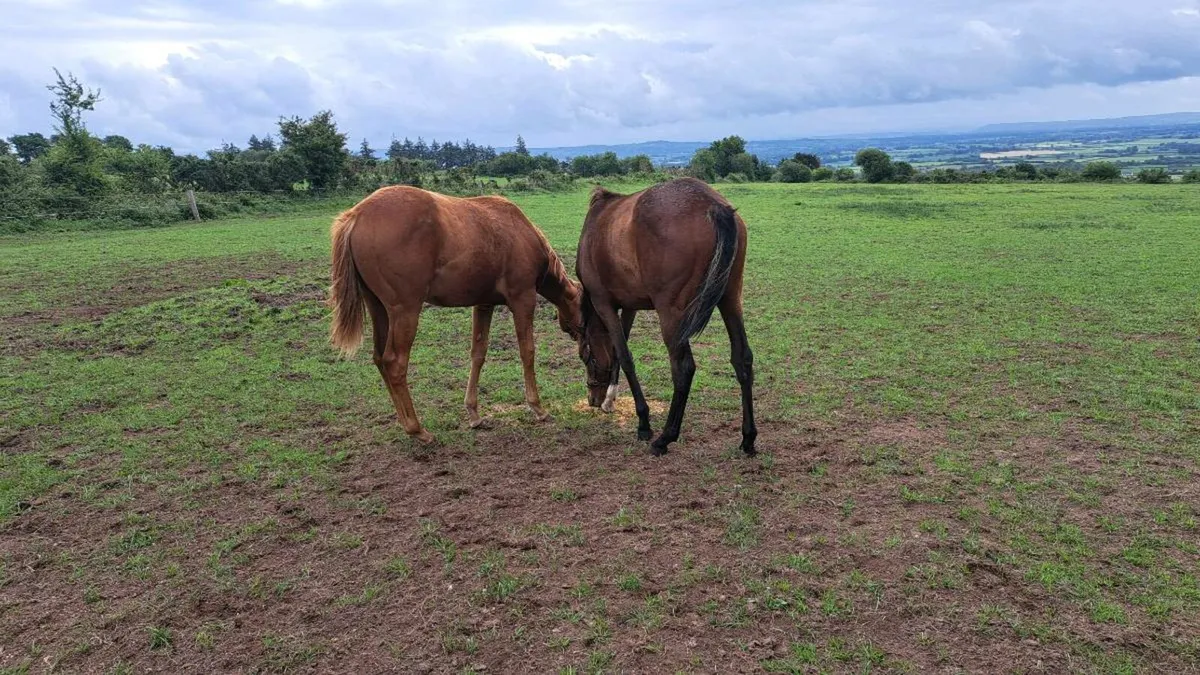 Yearlings - Image 3