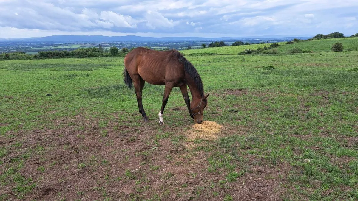 Yearlings - Image 4