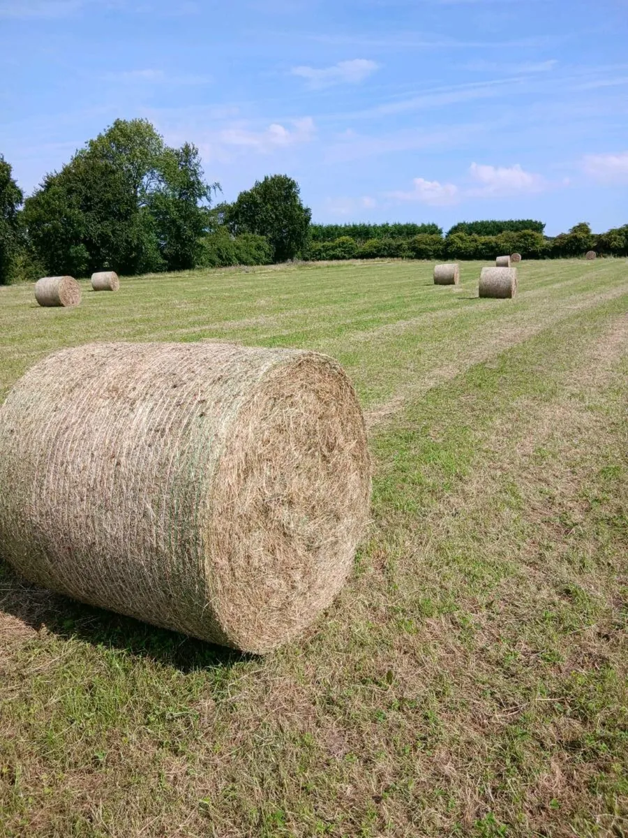 Organic hay - Image 1