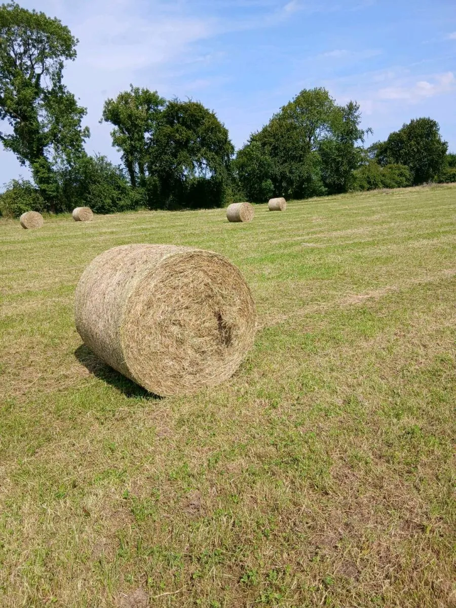 Organic hay - Image 2