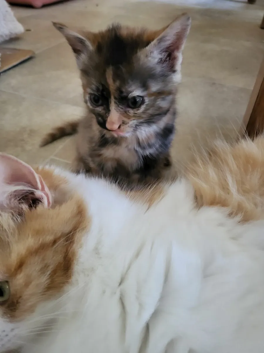 Kittens - Image 3