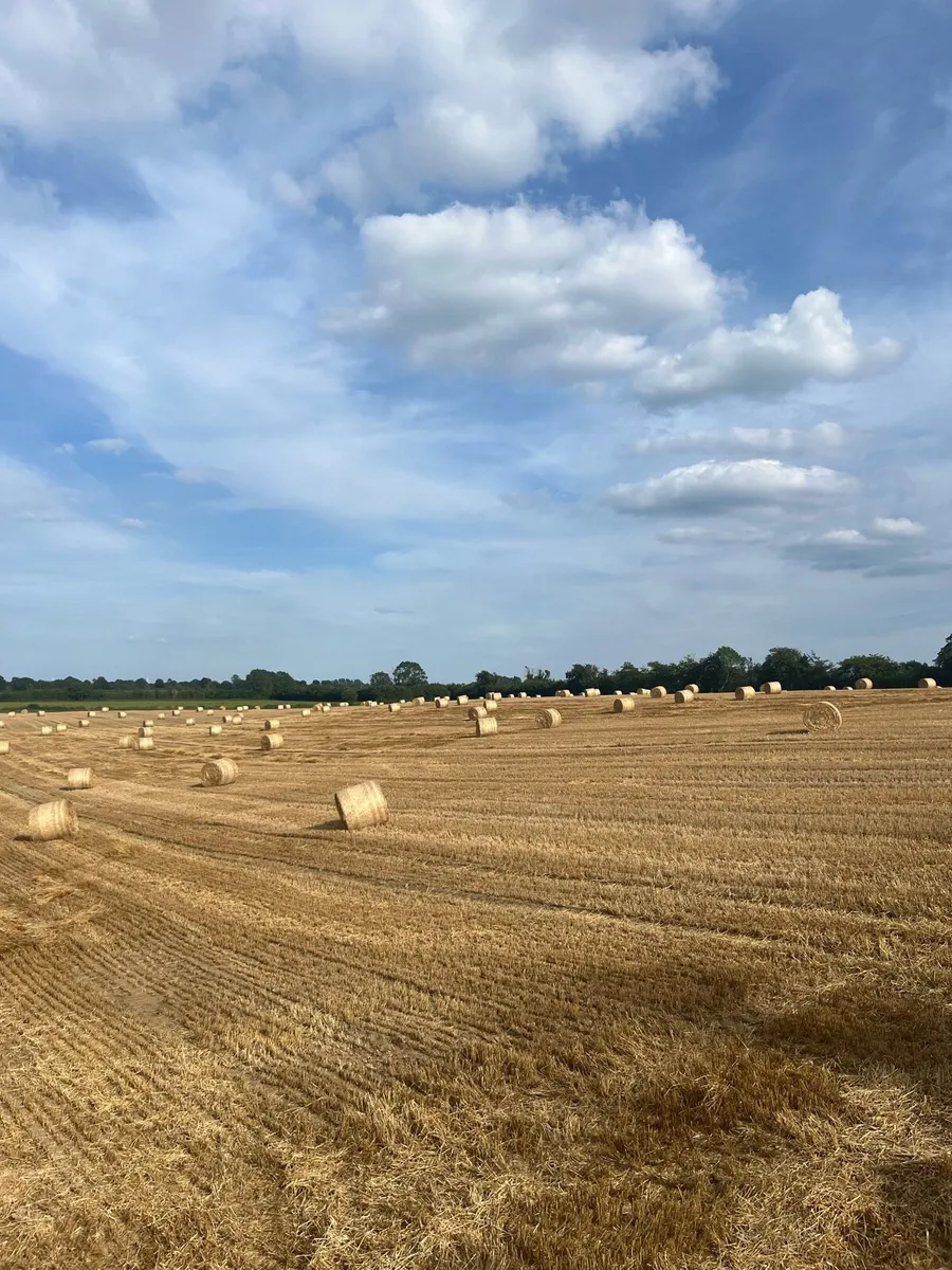 2025 barley straw