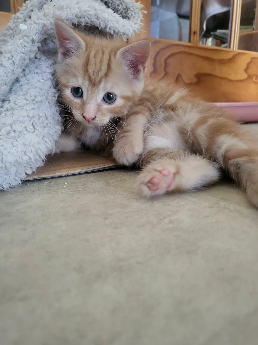 Kittens - Image 4