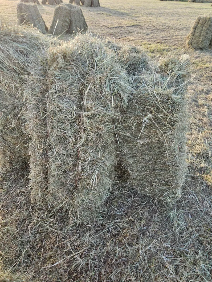 Square Bales of hay - Image 1