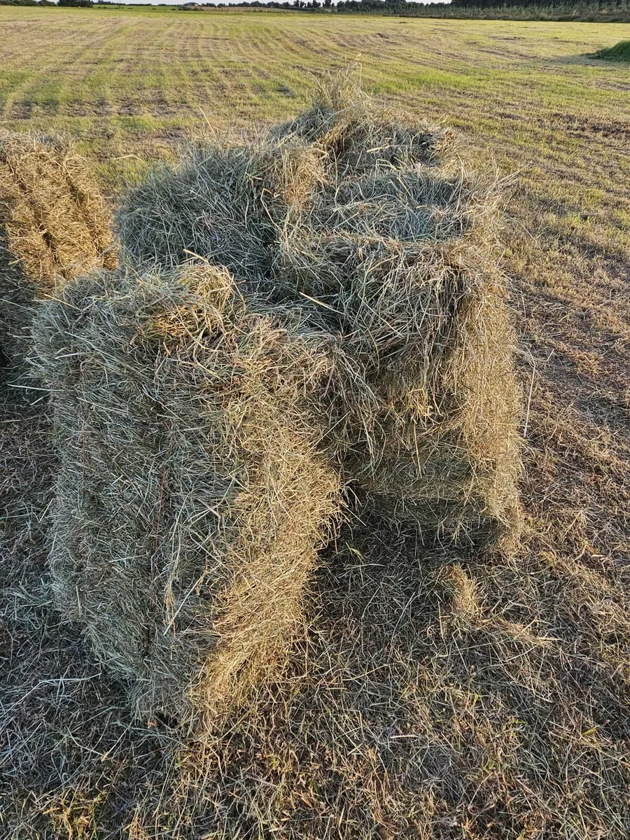 Square Bales of hay - Image 2