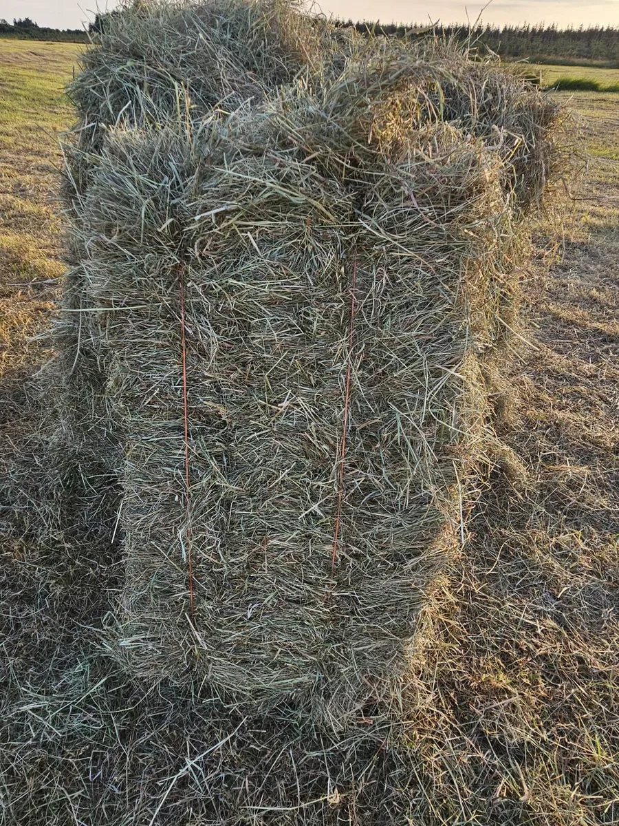 Square Bales of hay - Image 3