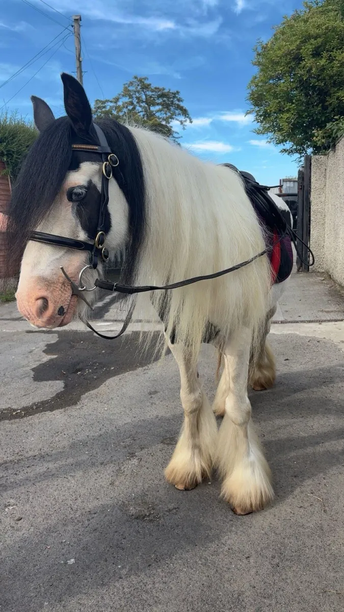 13,1 kids pony 🤩 - Image 4