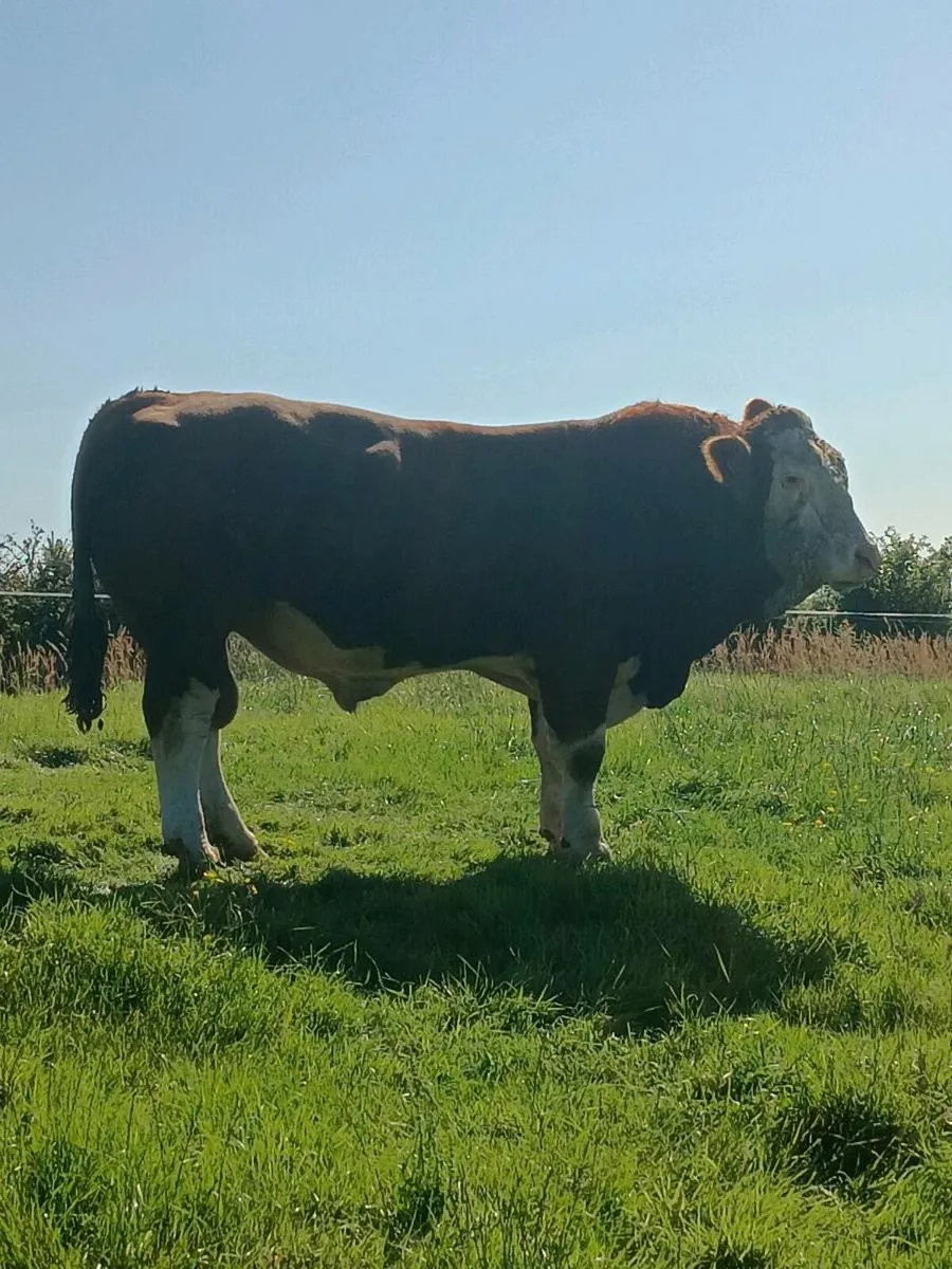 Simmental Bull - Image 1