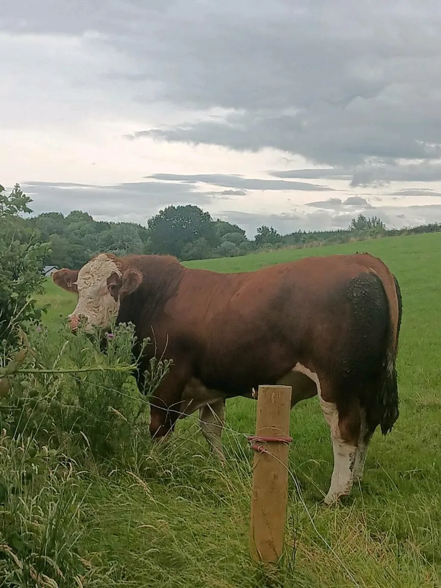 Simmental Bull - Image 2