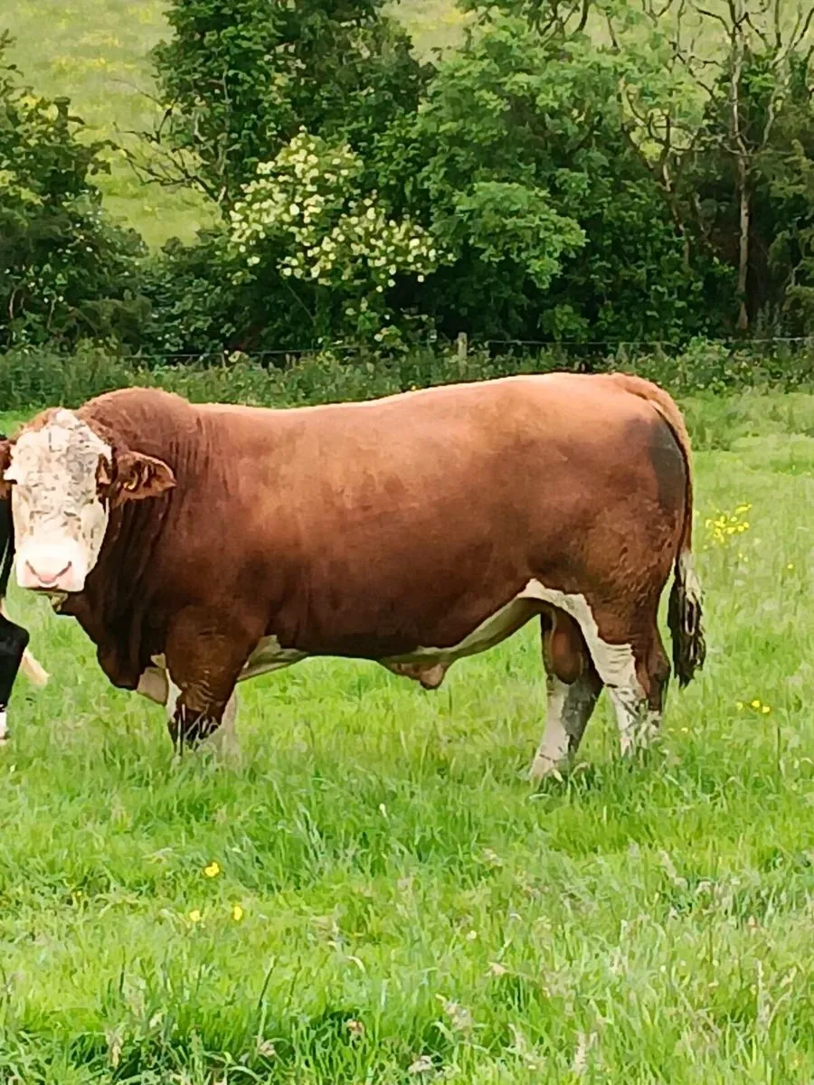 Simmental Bull - Image 3
