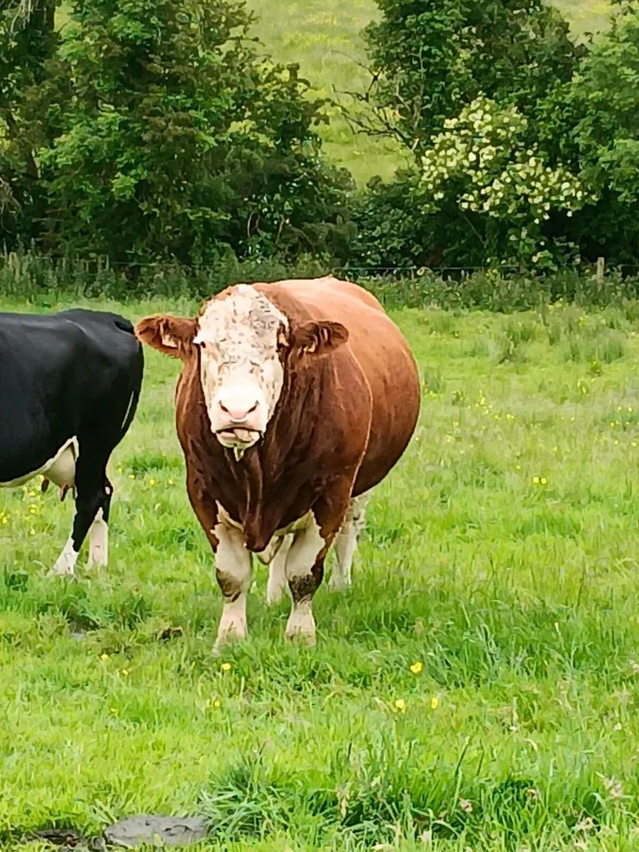 Simmental Bull - Image 4