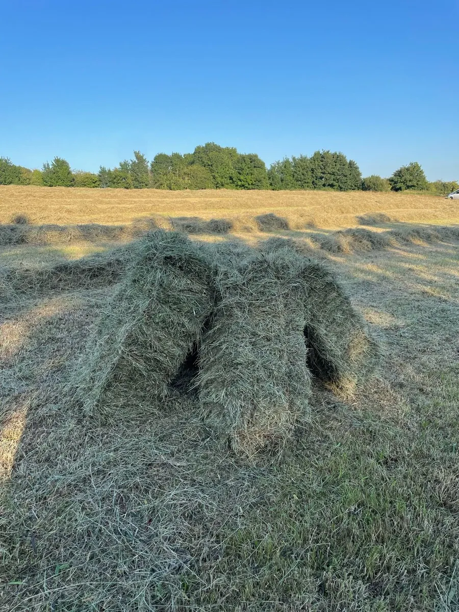 Hay for sale - Image 1