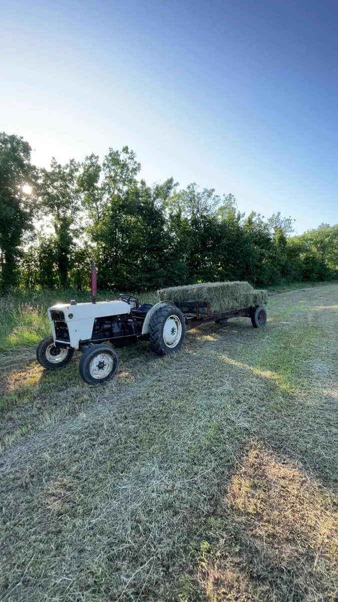 Hay for sale - Image 2