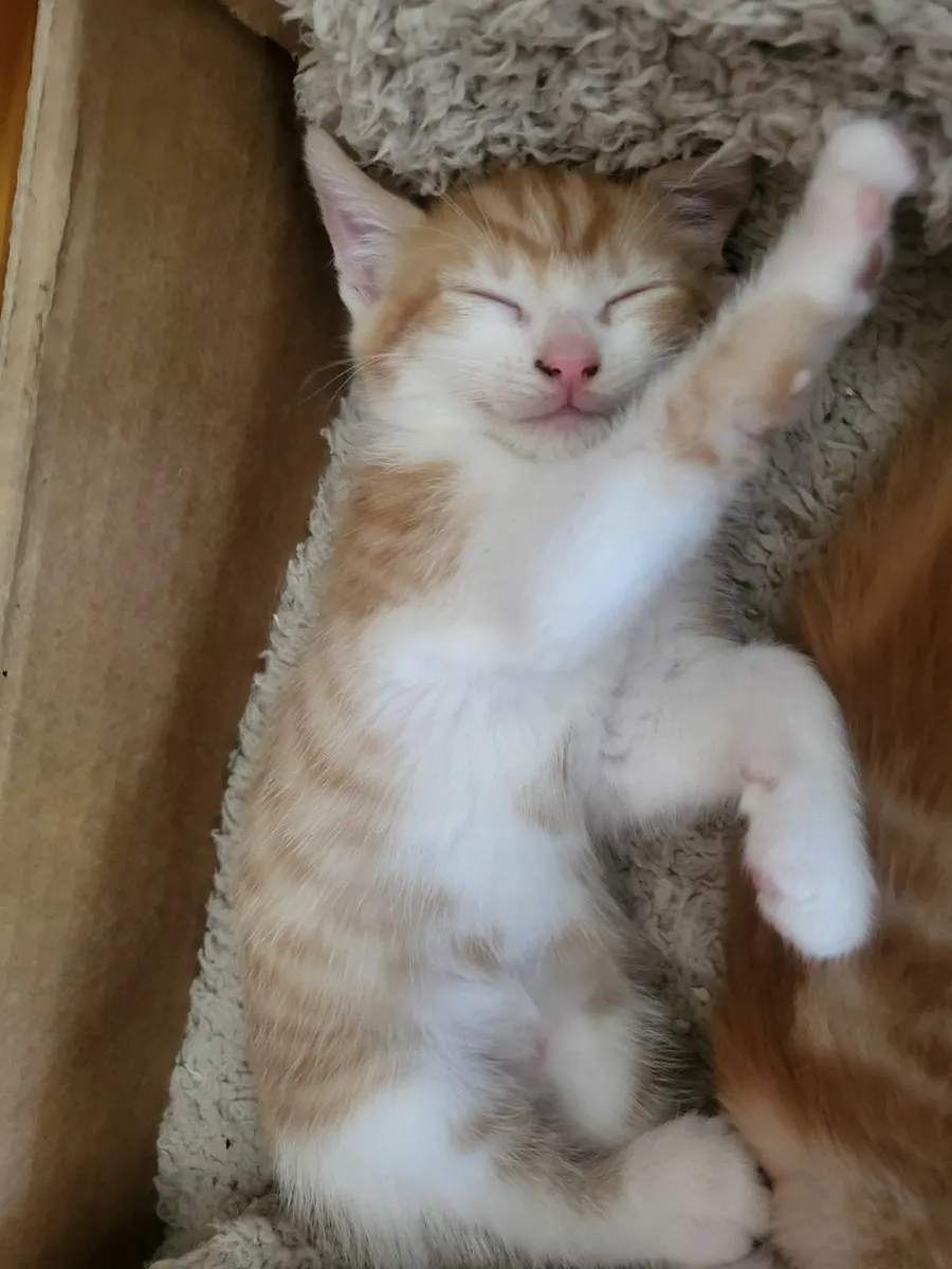 Kittens - Image 1
