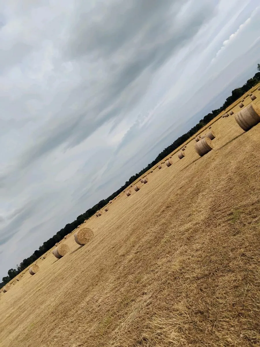 Top class hay - Image 1
