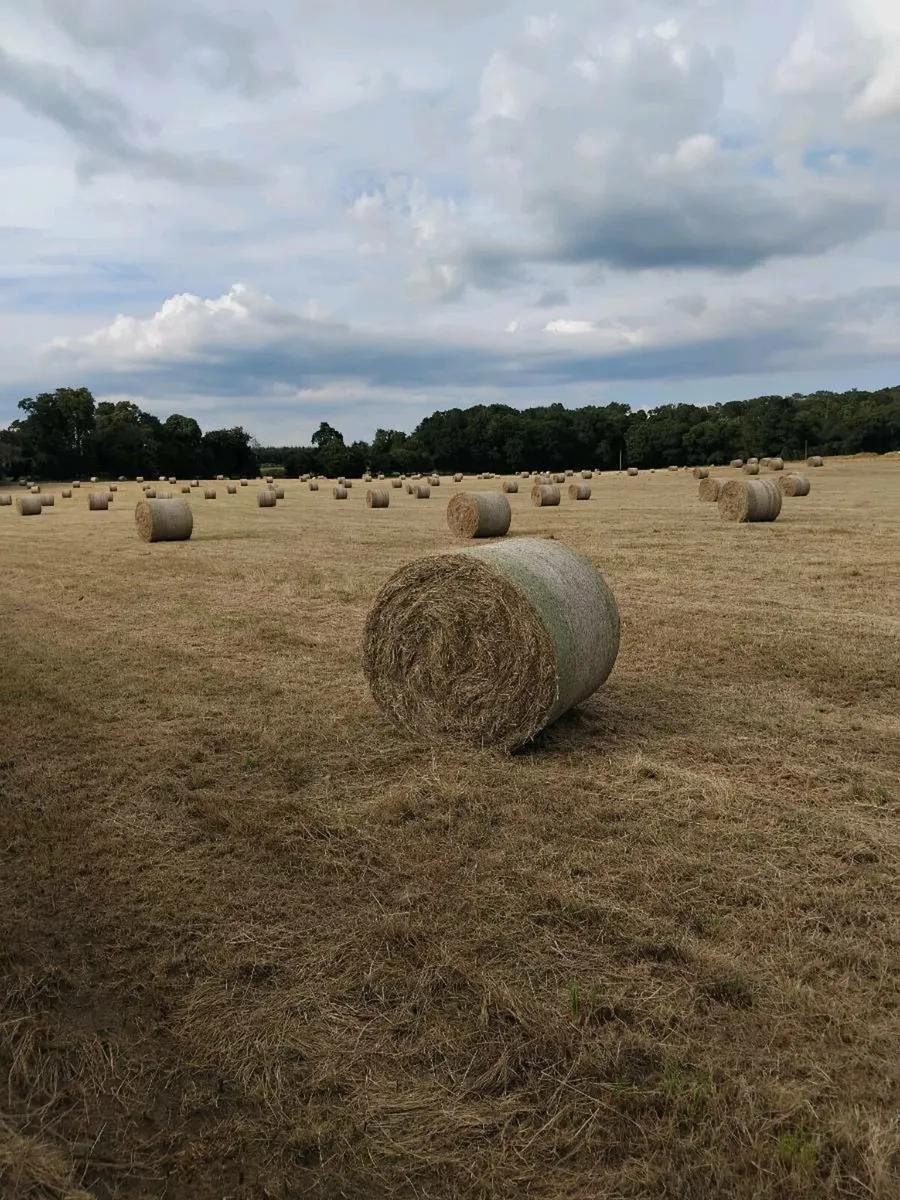 Top class hay - Image 2