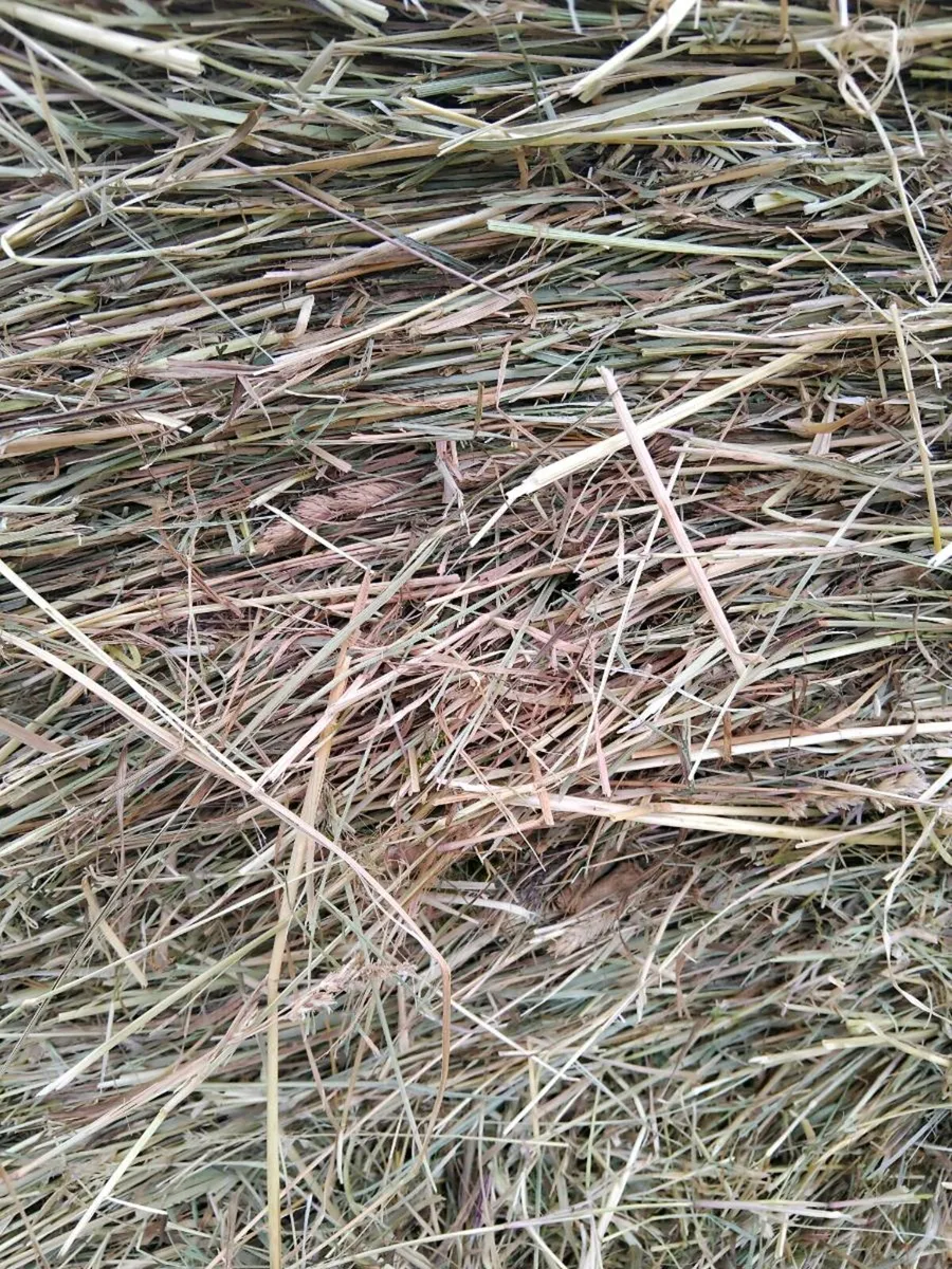 Top class hay - Image 3
