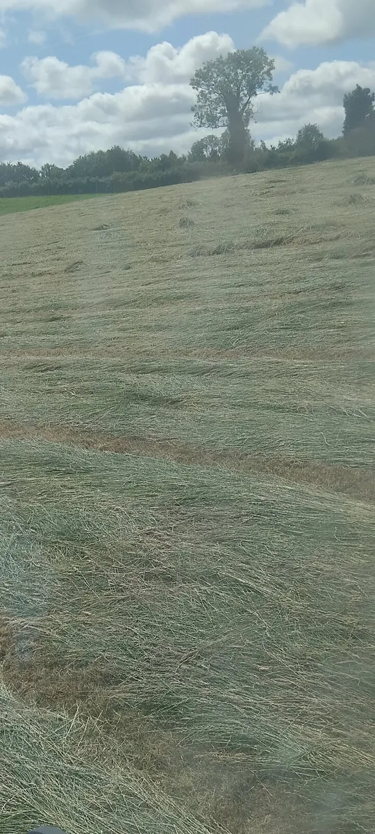 Top class hay - Image 4