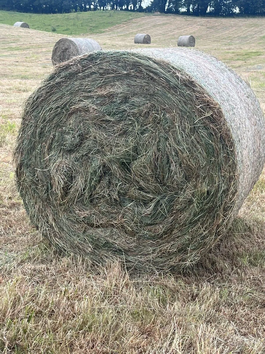 Hay - Image 1